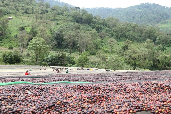 Séchage du café au soleil dans la région du Sidama en Ethiopie