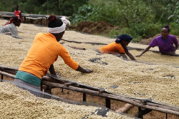 séchage du café sur lits africains dans la région du Sidama en Ethiopie