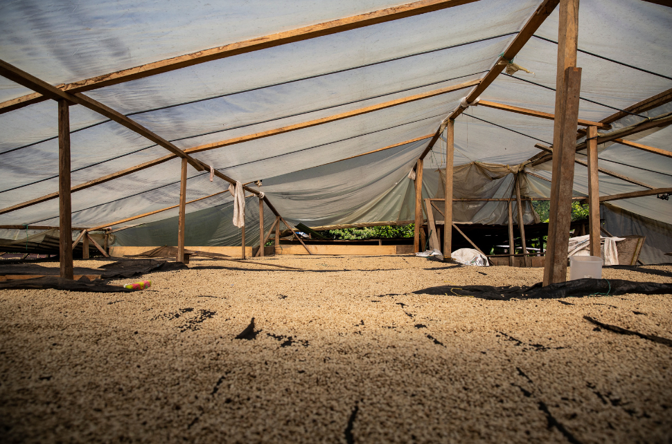 le café Granja Fabrica en cours de séchage