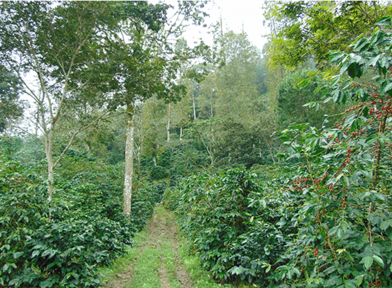 Chorti Cooperative